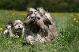 SHIH TZU 264
